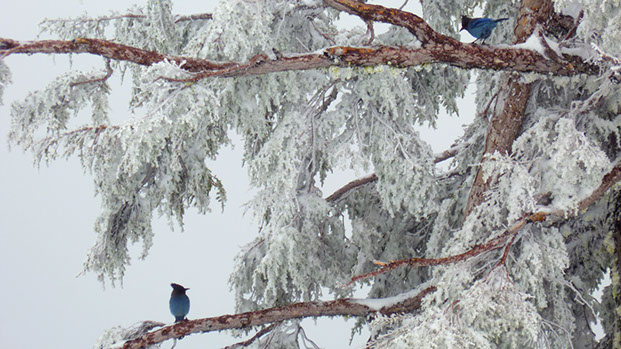 Steller's Jays at Crater Lake - Mark Dodge