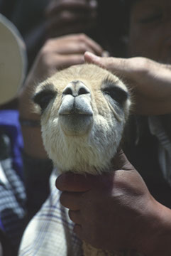 Vicuña Ceremony 4 - Mark Dodge